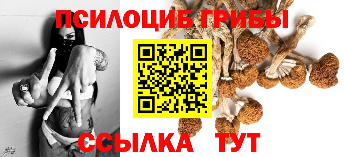 Карачаевск  Галлюциногенные грибы Psilocybine cubensis  Вход с VPN 